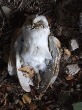 dead barn owl