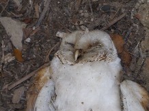 dead barn owl